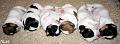 100526 ronja, roope, ruben, robin, romeo & rico